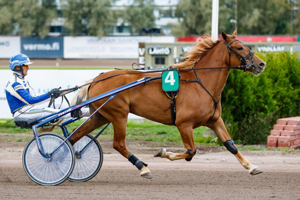 Esa Holopainen ohjastaa 65-vihjeen varmaa Ciiran Tähteä.