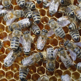 Mehiläisten hoitoon kannattaa perehtyä huolella ennen pesän hankkimista.