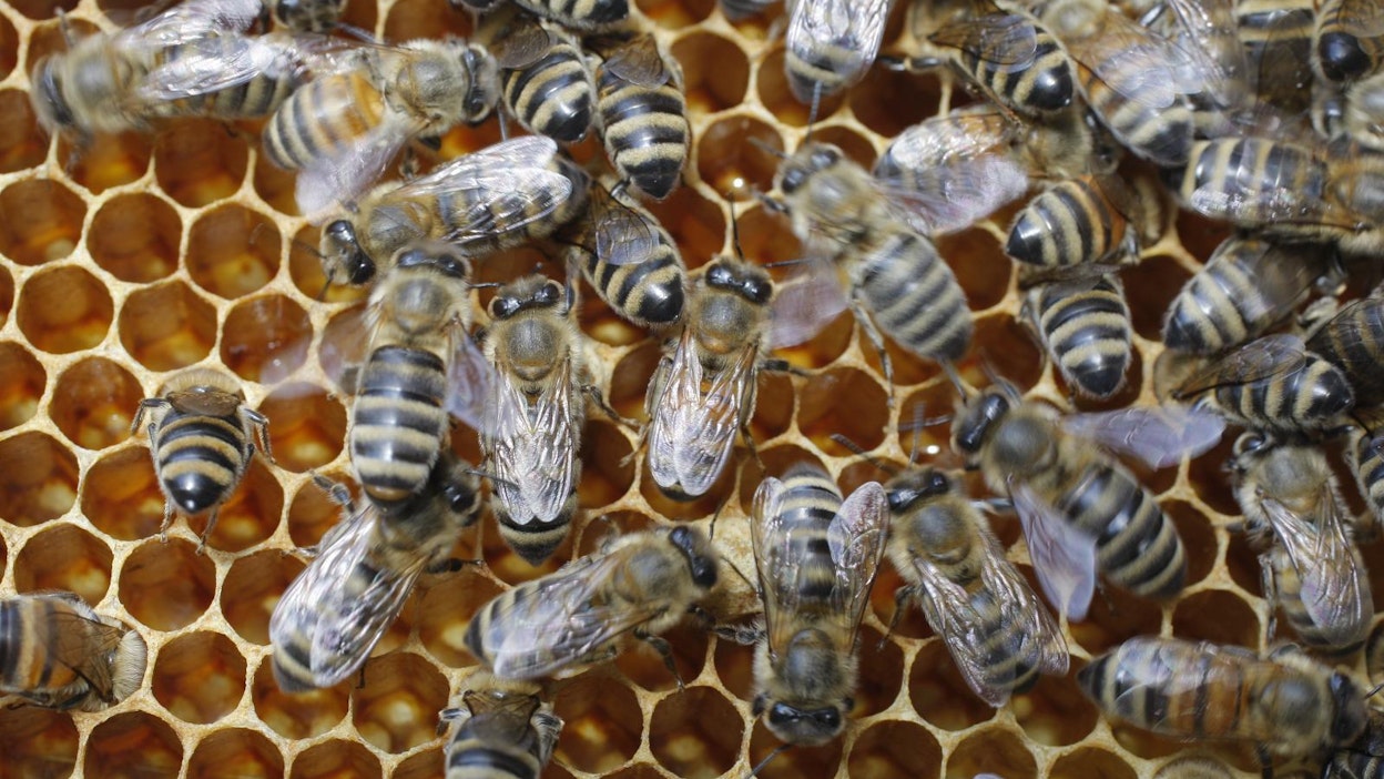 Mehiläisten hoitoon kannattaa perehtyä huolella ennen pesän hankkimista.