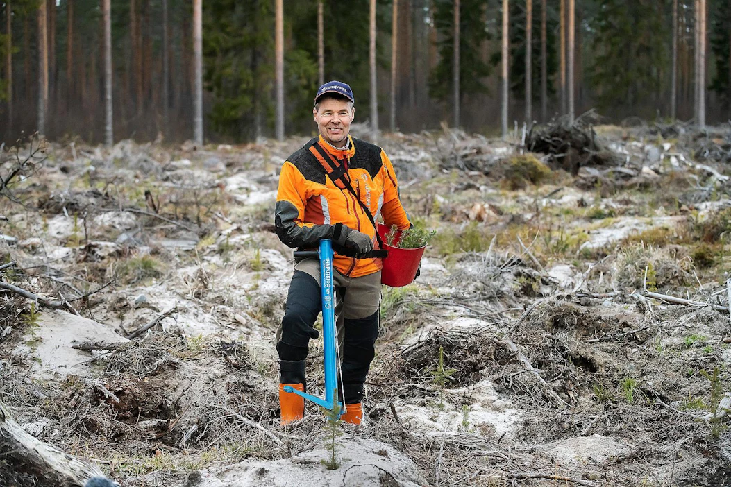 Tarmo Kallioaho on saanut hyviä tuloksia kuusi-mänty-sekoituksina perustetuista taimikoista. Jos istutettu taimi kuolee, kylvötaimi paikkaa menetyksen.