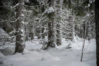 Suomi kannattaa, että metsäasiat pysyvät kansallisessa päätösvallassa.