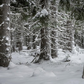 Suomi kannattaa, että metsäasiat pysyvät kansallisessa päätösvallassa.