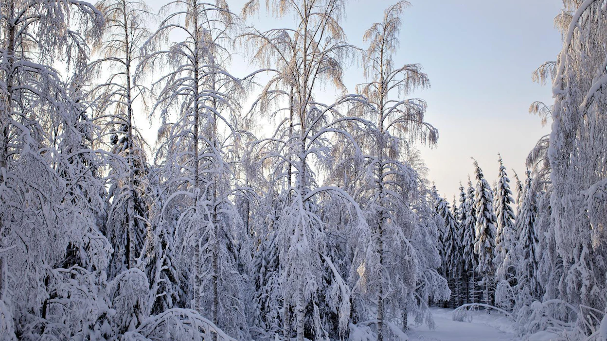 Hakkuiden sijaan vihreät kasvattaisi metsiä. Puolue metsittäisi 150 000 hehtaaria käyttämättömiä peltoja ja ennallistaisi 200 000 hehtaaria raivattuja soita.