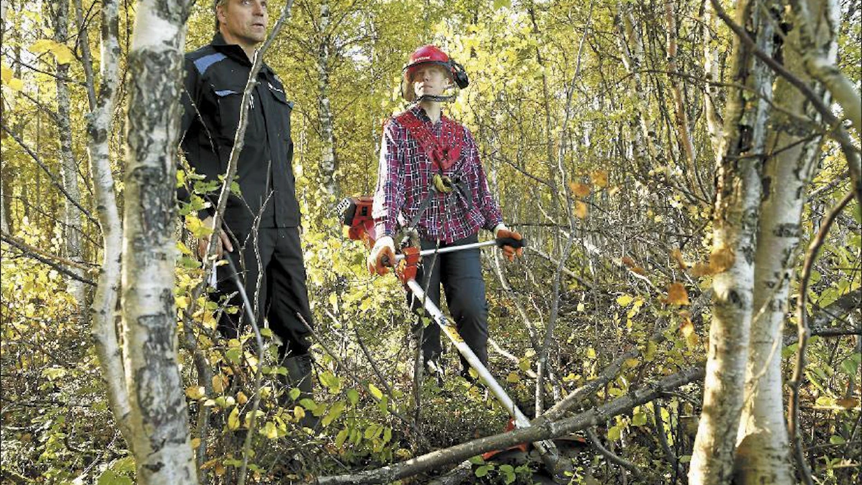 Pudasjärven metsänhoitoyhdistyksen alueneuvoja Hannu Juurikka antoi toimittaja Suvi Niemelle vinkkejä sujuvaan raivaustyöhön. ”Sahaa saa laulattaa kunnolla”, hän kehotti. Pekka Fali