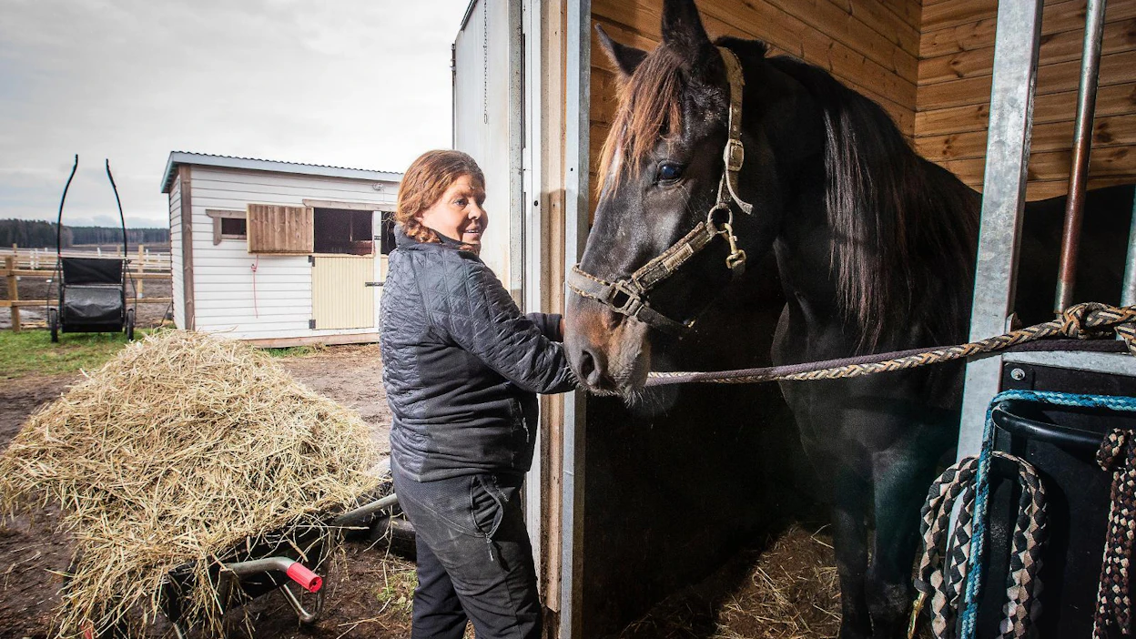Nina Pettersson-Perklén haluaa kumota Pastor Stephenin jälkeläisiin liittyviä ennakkoluuloja. Hijack'em eli Jakke on vaativa valjastaessa. Muutoin se on 100-prosenttisen luotettava, hän sanoo.