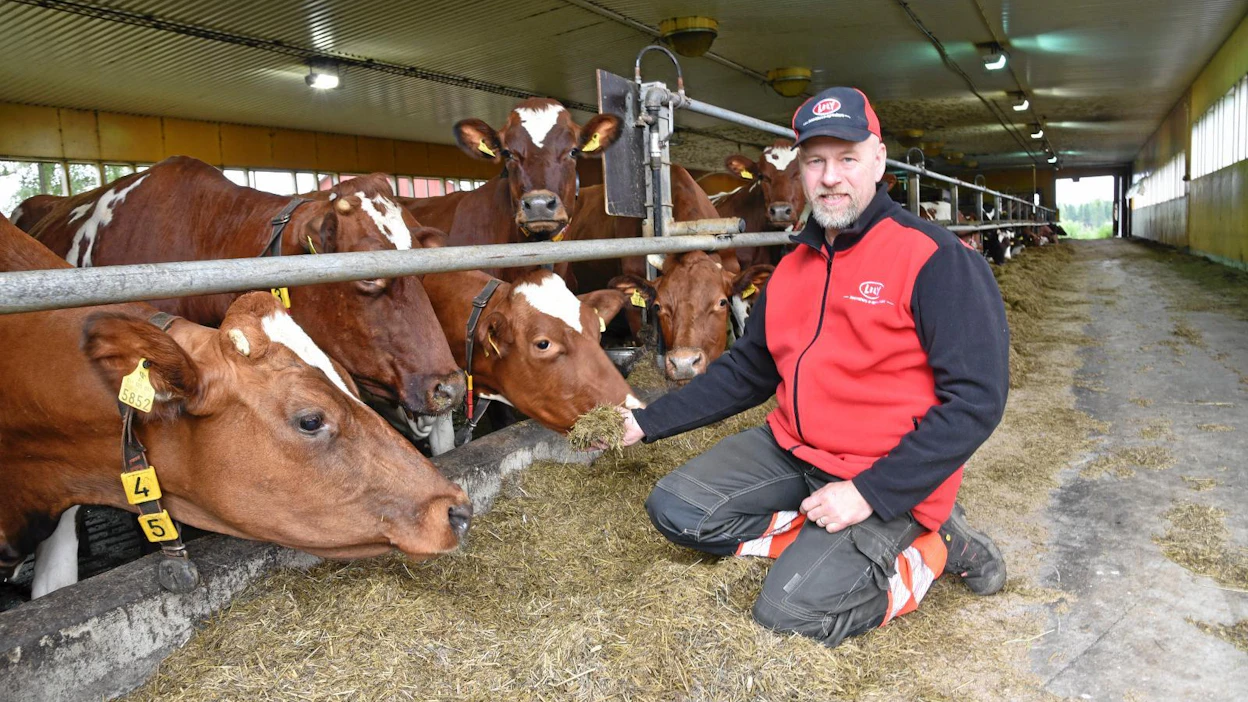 Teppoloiden 65 ayrshire-lehmää tuottavat keskimäärin 11 000 kiloa maitoa vuodessa. Appeen Jarkko Teppola valmistaa kerran päivässä ja jakaa sen yhdessä tai kahdessa erässä.