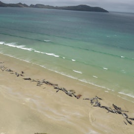 Valaat jäivät jumiin syrjäiselle rannalle Uudessa-Seelannissa.