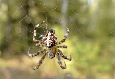 Ristiin rastiin Ristihämähäkki (Araneus diadematus) eli kansanomaisesti ristilukki kutoo pyyntiverkkonsa lähellä maan pintaa tai puiden ja pensaiden alaoksiin. Tämä yksilö kuvattiin Vaasassa. Ristilukki ei ole lukki, vaan hämähäkki. Hämähäkeillä on kaksiosainen ruumis, lukeilla yksiosainen. Ristihämähäkki on helppo tunnistaa takaruumiin ristikuviosta. matti hietala