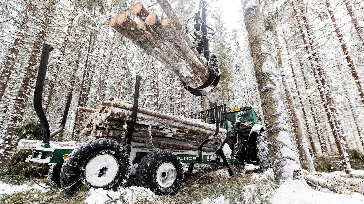 Aku Äijö lastaa harvennuskuusikosta kaadettuja puita kyytiin. "Hankintahakkaajalla on se etu, että kolhun sattuessa voi ottaa sahan käteen ja kaataa vahingoittuneen puun heti pois", Matti Äijö toteaa.