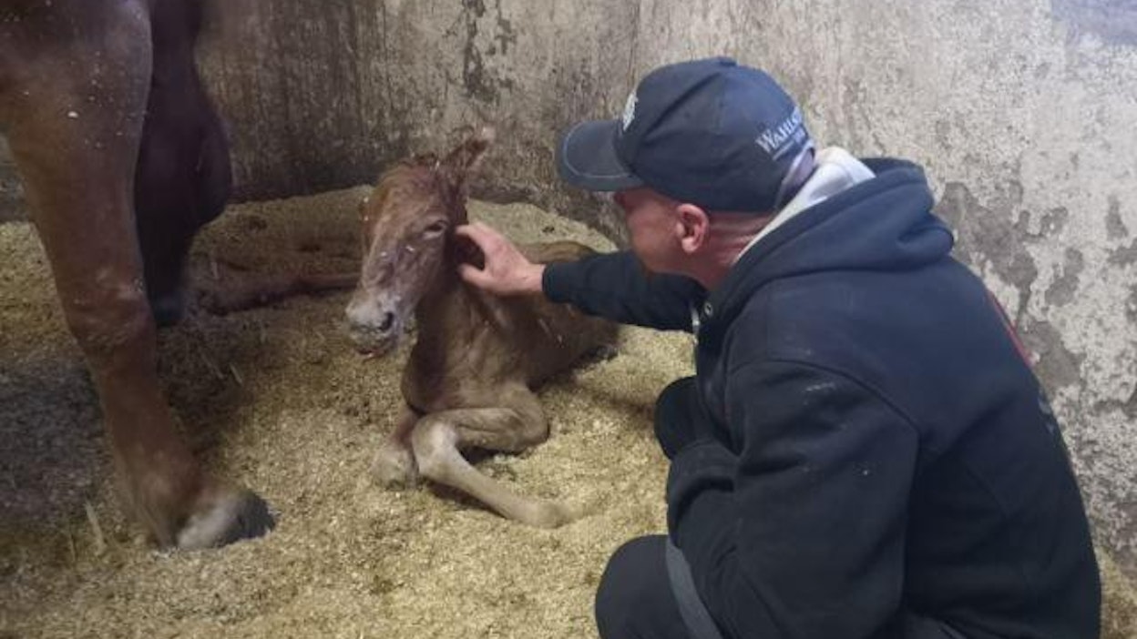 Omistaja Ilkka Pyysalo tutustumassa toivottuun tammavarsaan.