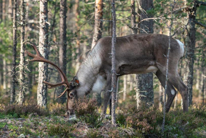 Lauhanvuoren kadoksissa olevalla hirvaalla on selvästi näkyvät korvamerkit eli piltat.