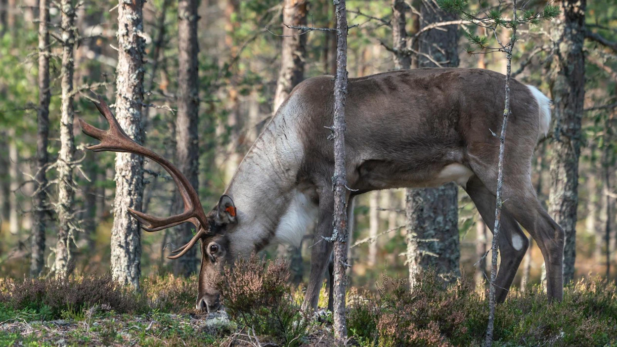Lauhanvuoren kadoksissa olevalla hirvaalla on selvästi näkyvät korvamerkit eli piltat.