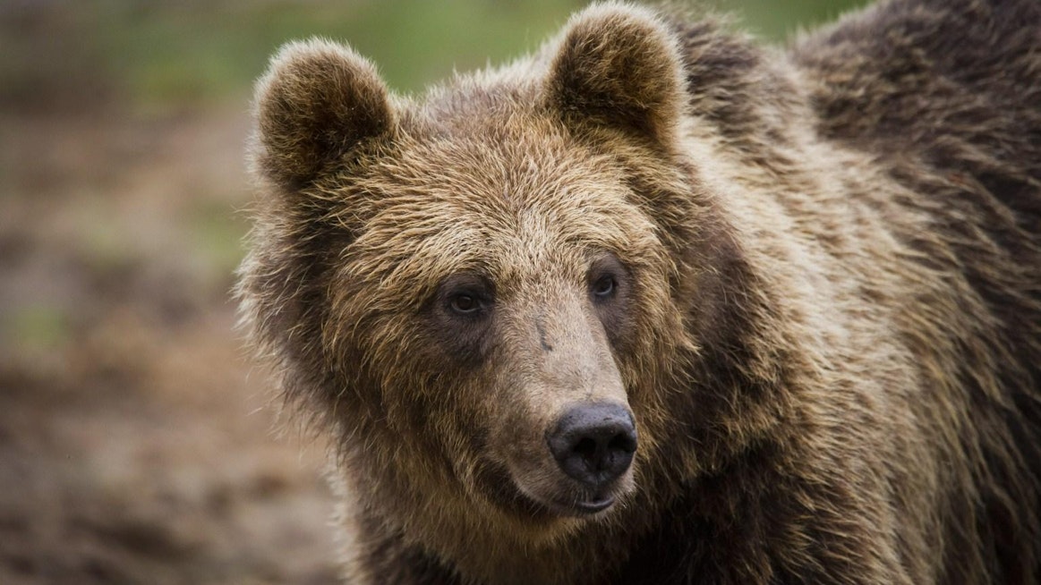 Karhu on tiukasti suojeltu laji.
