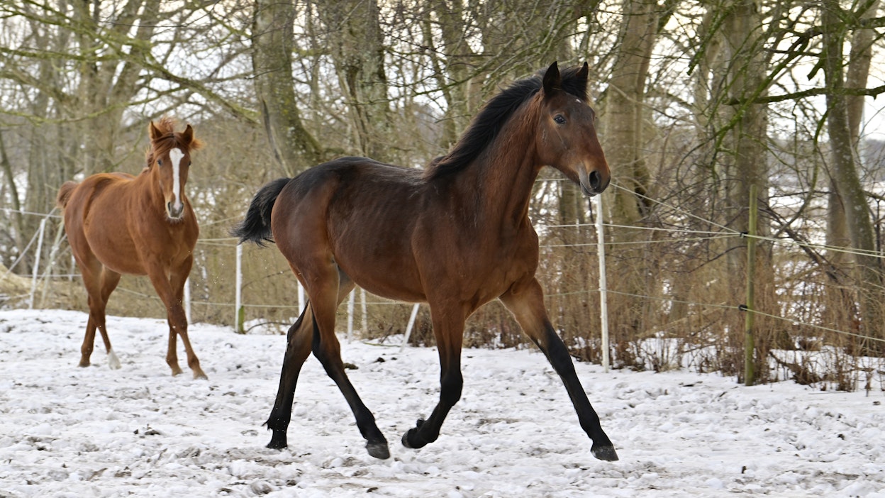 Bernard on hyvin kehittynyt yksivuotias. Oripoika viettää talvea Halmstadissa saman ikäisen kaverinsa kanssa.