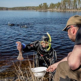 Suojelubiologi Miina Auttila nostaa saimaannorpan istukan järvestä luontovalvoja Teemu Uotilalle.