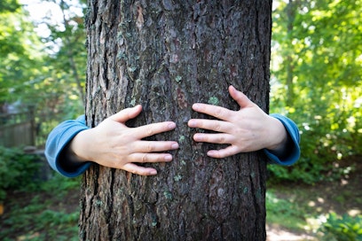 Suomen Metsätieteellinen Seura - Maaseudun Tulevaisuus