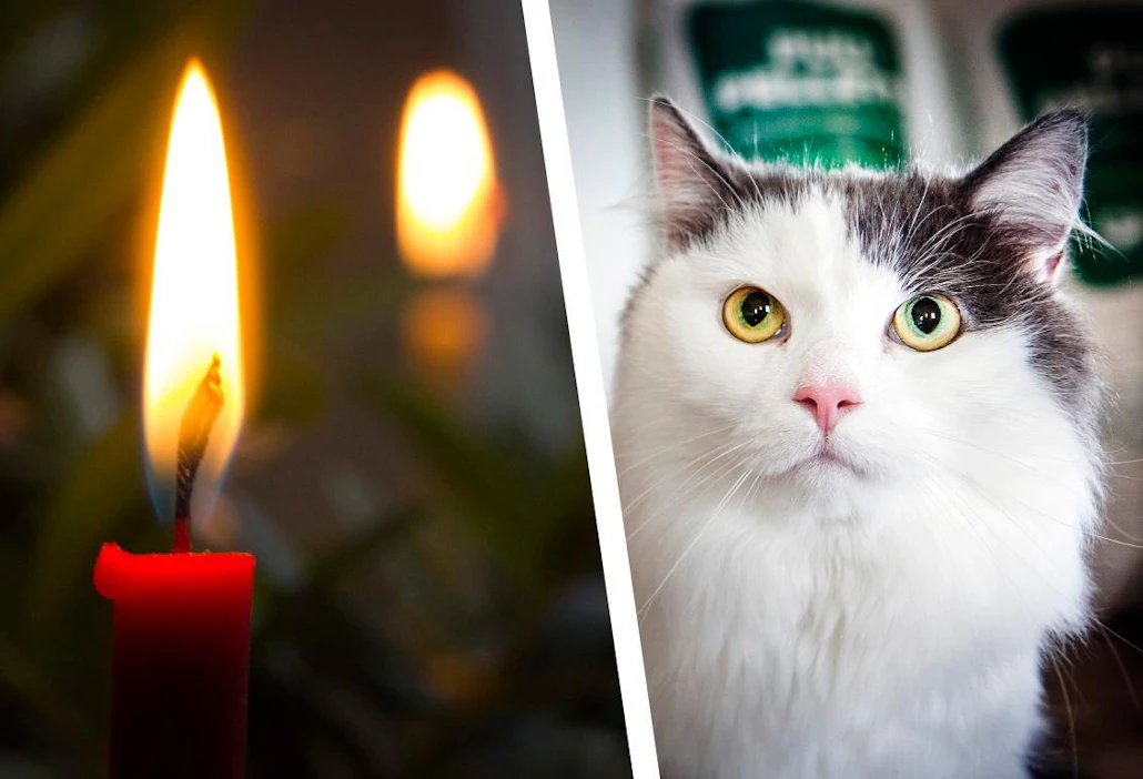 Kynttilän liekki voi kiinnostaa kissaa mutta on monin tavoin vaarallinen. Kissakodissa kannattaa välttää etenkin matalareunaisia tuikkuja ja pitkiä kynttilöitä.