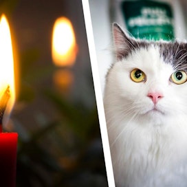 Kynttilän liekki voi kiinnostaa kissaa mutta on monin tavoin vaarallinen. Kissakodissa kannattaa välttää etenkin matalareunaisia tuikkuja ja pitkiä kynttilöitä.