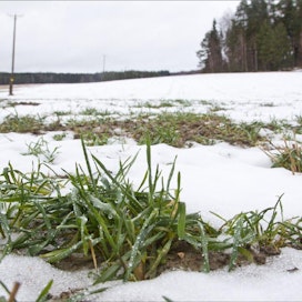 Ruispelto Salon Kiskossa oli keskiviikkona menettänyt suurimman osan lumipeitteestään. Markku Vuorikari