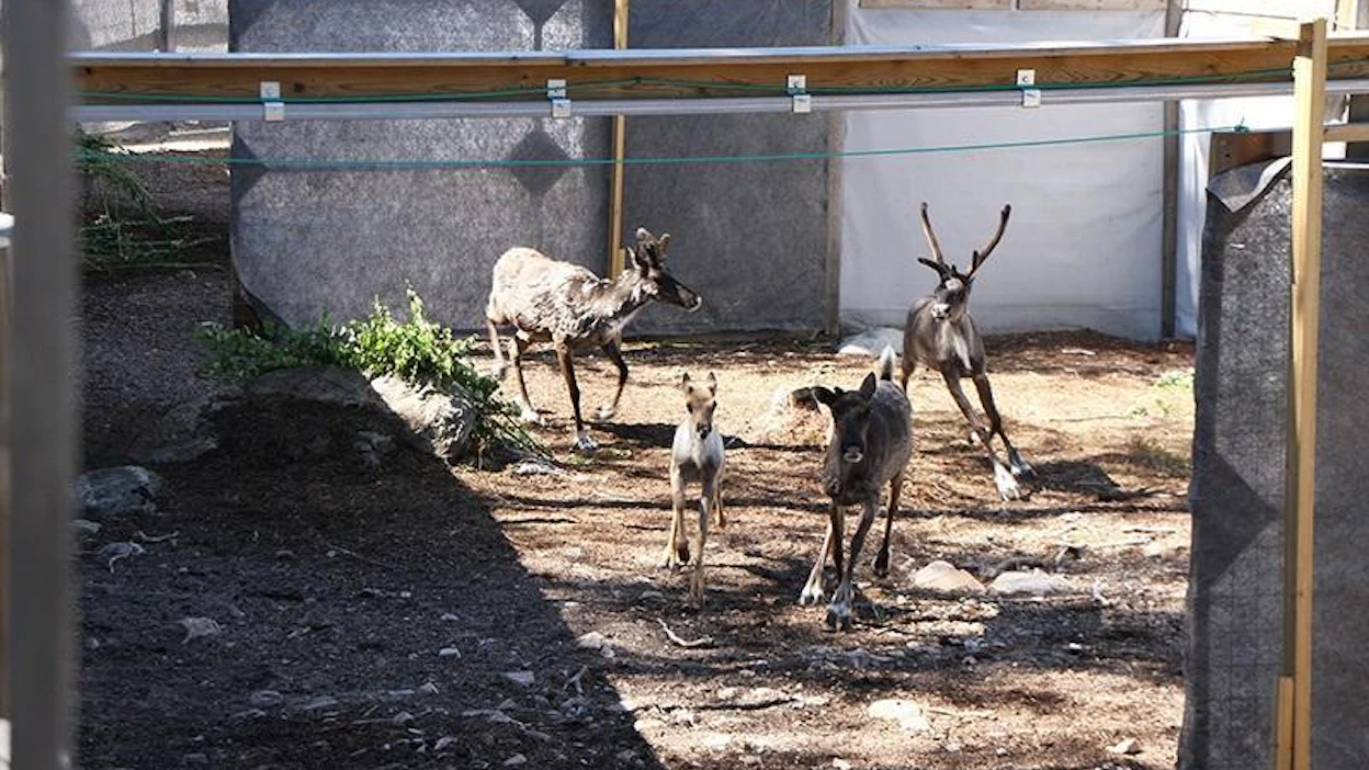 Noin puolet tänä kesänä Seitsemisen ja Lauhanvuoren kansallispuistoihin vapautetuista metsäpeuroista on syntynyt totutustarhoissa.