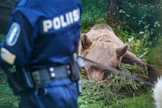 Esitutkinnan perusteella poliisi epäilee, että karhun metsästyksessä on käytetty laitonta ravintohoukutinta eli haaskaa.