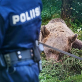 Esitutkinnan perusteella poliisi epäilee, että karhun metsästyksessä on käytetty laitonta ravintohoukutinta eli haaskaa.