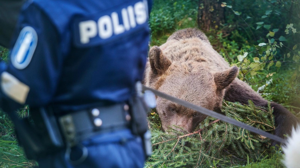 Esitutkinnan perusteella poliisi epäilee, että karhun metsästyksessä on käytetty laitonta ravintohoukutinta eli haaskaa.
