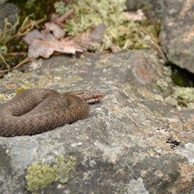 Käärmeet pitävät kivikoista, aurinko lämmittää kivet ja niiden koloihin on helppo vetäytyä suojaan.