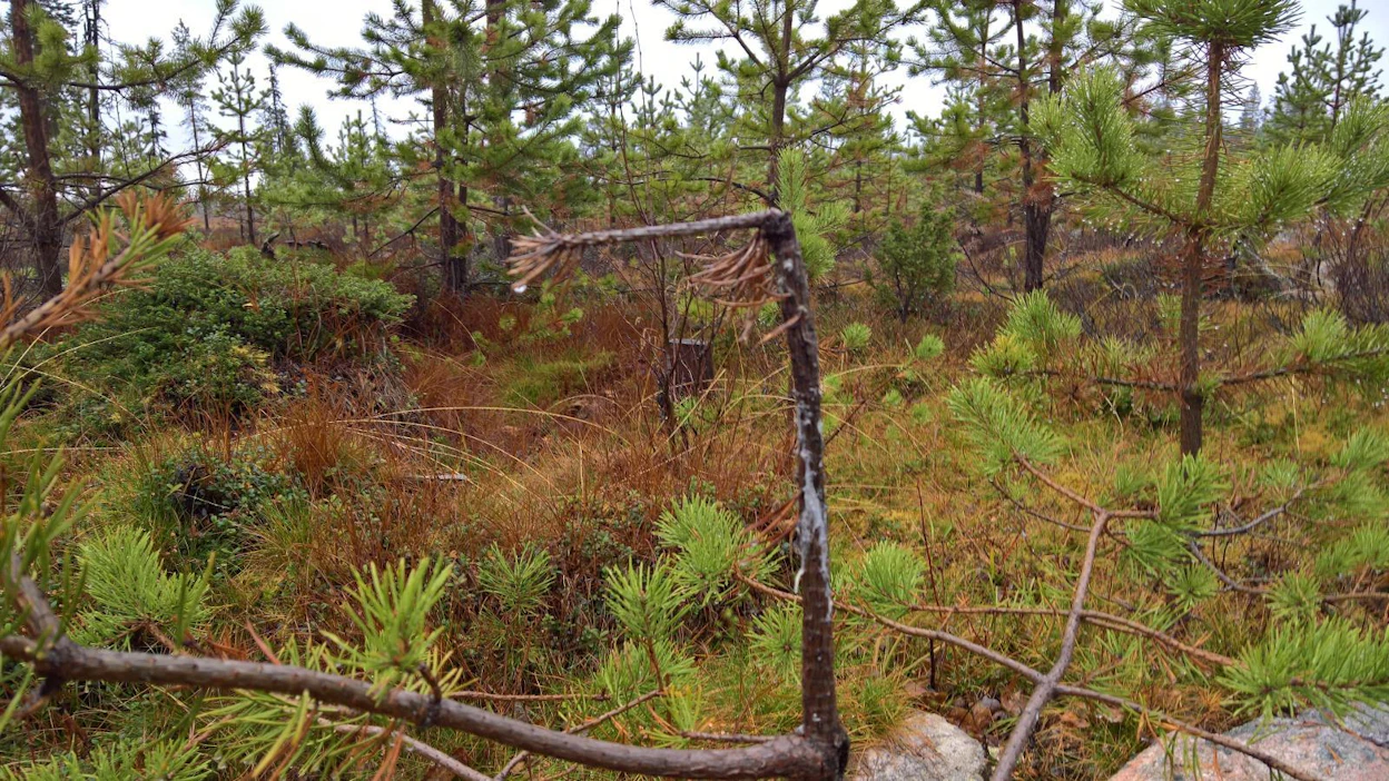 Hirvet ovat tuhonneet taimikkoa Sallan Naruskalla yhteismetsän mailla.