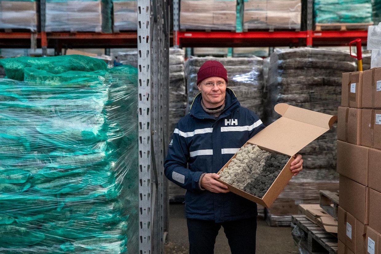 Pauli Karvosenoja esittelee värjättyä jäkälää yrityksen varastolla.