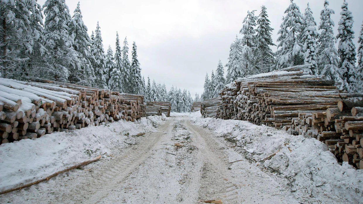 Stora Enso tarvitsee lisää puuta Suomessa Oulun uutta kartonkikonetta varten.