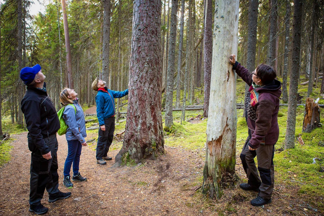 Multiharjun aarnimetsä on eteläisen Suomen laajin aarnimetsä ja lajinsa vanhimpia alueella. Se suojeltiin jo yli sata vuotta sitten, vuonna 1910.