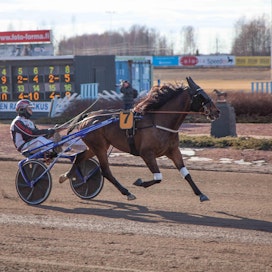 Ruotsin Breeders&apos; Crown-voittaja, tänään kautensa Torniossa avaava Selmer I.H. on yksi illan seuratuimpia hevosia.