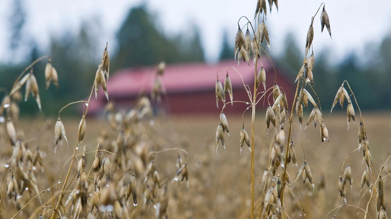 Kaura on ilmastoystävällinen ruoka-aine.