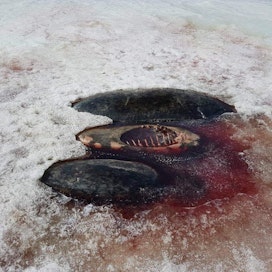 Kotkasta löytyi jäältä kolme uroshylkeen raatoa, joista otettu kuva kiertää sosiaalisessa mediassa.