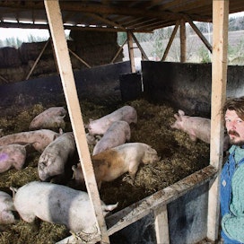 Mikko Välttilän siat ovat eläneet pahnoilla ja ulkoilleet vapaasti. Ulkoilu näkyy Välttilän mukaan ruhon koostumuksessa:  lihasta on paljon ja rasva kiinteää. Kari Salonen