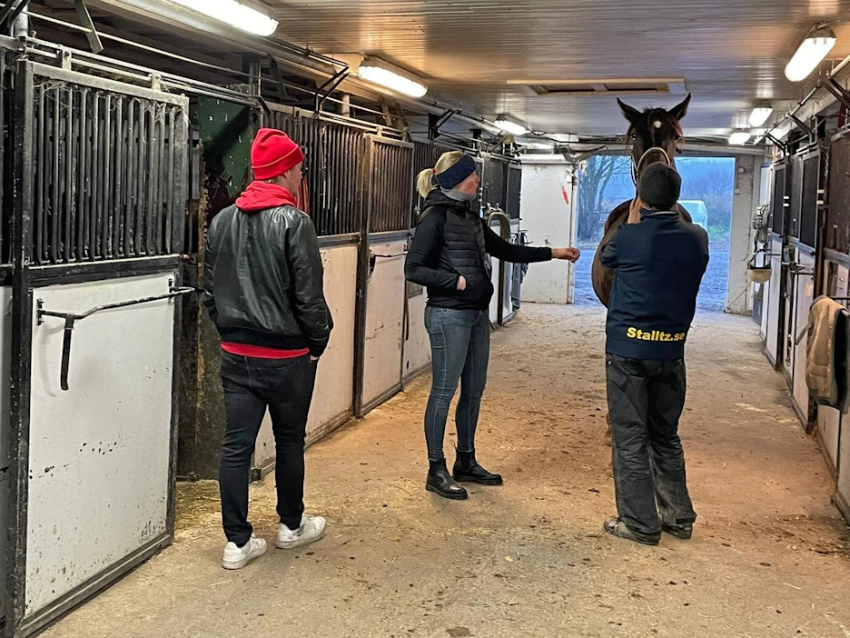 Taneli Säde ja Jonna Irri haluavat panostaa myös Ruotsissa syntyneisiin varsoihin. Kuvassa heille esitellään Stall T.Z.:n varsoja.