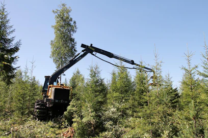 Järeä Ecolog 590D -harvesteri ja 13 metrin ulottuman nosturi ovat tehokas alustakone raivauspäälle. Mitä korkeammaksi taimikko on päässyt, sitä enemmän nosturin suuresta nostokorkeudesta on etua. Rundqvistin työskentely oli napakan täsmällistä ja tarkkaa. ”Enemmän tämä vaatii keskittymistä kuin harvennushakkuu”, hän totesi raivaustyöstä.