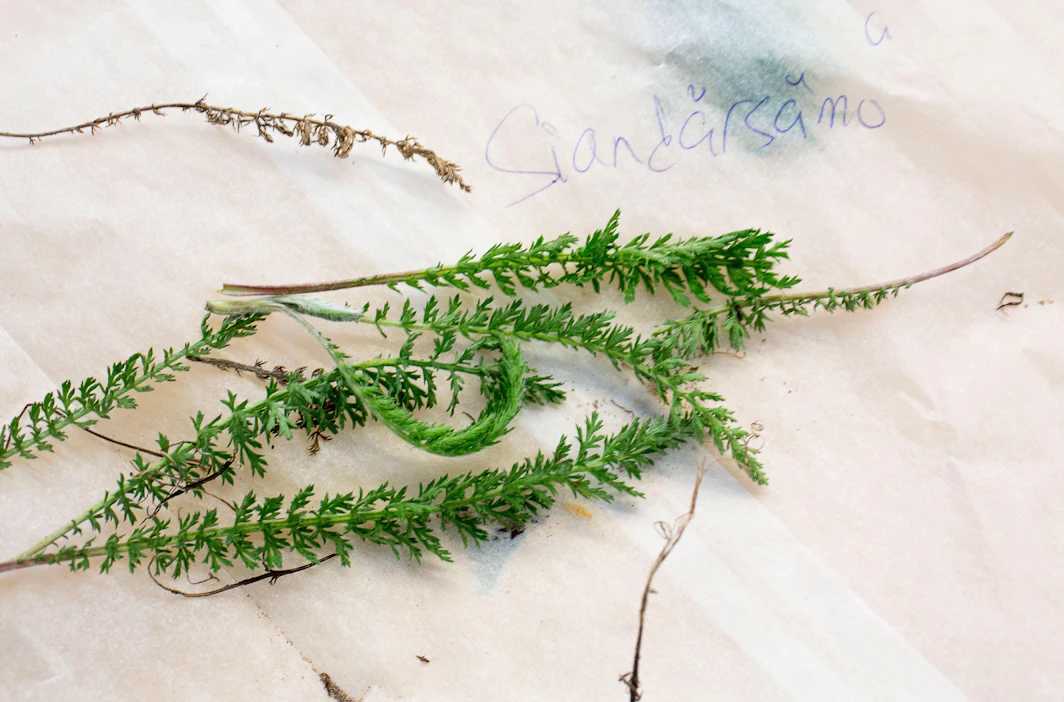 Siankärsämö sopii ruokiin tillin tai muiden ruukkuyrttien tilalle. Se tuo ruokiin kesäistä, ryytimäistä aromia.