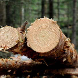 Menettääkö omistaja osan metsänsä tuotosta aiheettomasti säästöpuiden takia?