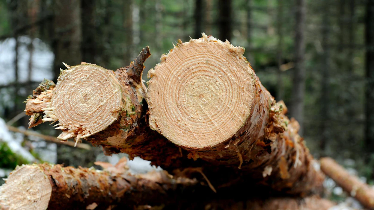 Menettääkö omistaja osan metsänsä tuotosta aiheettomasti säästöpuiden takia?