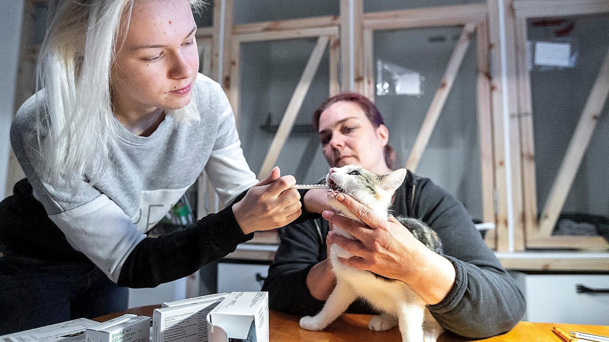 Kankaanpään eläinsuojeluyhdistyksen Anna-Maija Pellonpäälle kissojen auttaminen tarkoittaa ympäripyöreitä päiviä. Vapaaehtoistyöstä valtaosa on ihmisten kanssa toimimista. ”Siitä nautinkin. Tässä saa käyttää kaiken sosiaalisen kyvykkyytensä”, hän kuvailee. Apukäsille ja sijaiskodeille on aina käyttöä. Vasemmalla Jonna Jussila.