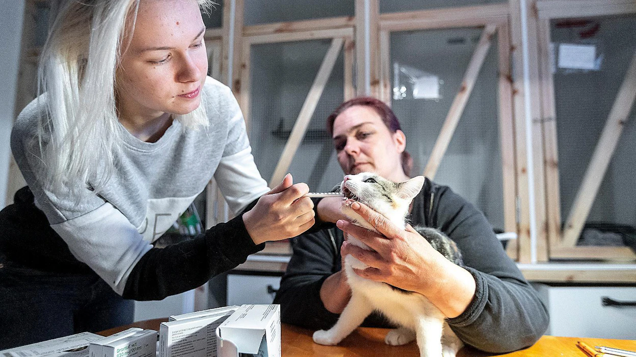 Kankaanpään eläinsuojeluyhdistyksen Anna-Maija Pellonpäälle kissojen auttaminen tarkoittaa ympäripyöreitä päiviä. Vapaaehtoistyöstä valtaosa on ihmisten kanssa toimimista. ”Siitä nautinkin. Tässä saa käyttää kaiken sosiaalisen kyvykkyytensä”, hän kuvailee. Apukäsille ja sijaiskodeille on aina käyttöä. Vasemmalla Jonna Jussila.