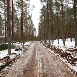 Metsäyhtiö UPM on lopettanut luontoaktivisteissa huolta aiheuttaneet hakkuut Oulujärven Ärjänsaaressa. Yhtiö järjesti hakkuualueella yleisötilaisuuden. Tien vasen puoli hakattu, oikea koskematon. Kuva viime Helmikuulta.