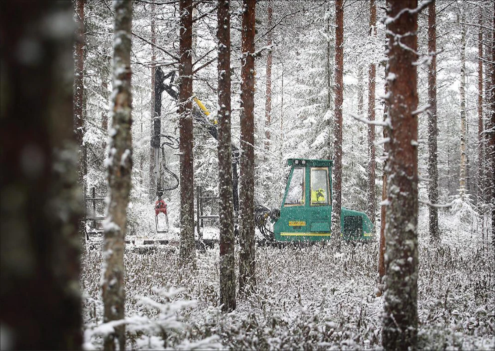 Teloilla varustetu metsäkone kokoaa kuormaa pehmeäpohjaisessa maastossa Saarijärven Pylkönmäellä. Puukaupan kiihtyessä talvileimikoita aletaan korjata myös kesäisin. petteri kivimäki