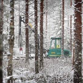Teloilla varustetu metsäkone kokoaa kuormaa pehmeäpohjaisessa maastossa Saarijärven Pylkönmäellä. Puukaupan kiihtyessä talvileimikoita aletaan korjata myös kesäisin. petteri kivimäki