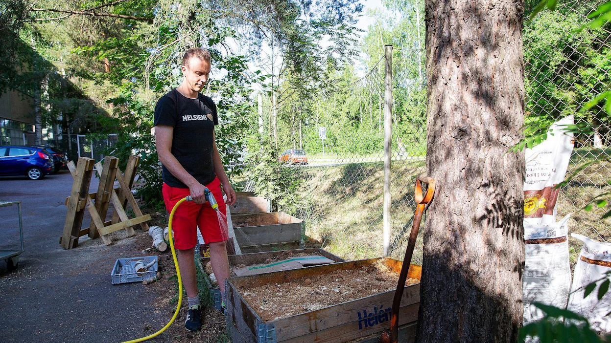Chris Holtslag kastelee sienikurssilla perustettua sienipenkkiä. Osterivinokaspedin voi perustaa esimerkiksi kasvimaalle, sillä se ei leviä mullassa. Maatunut sienipeti toimii kasvualustana kasveille.