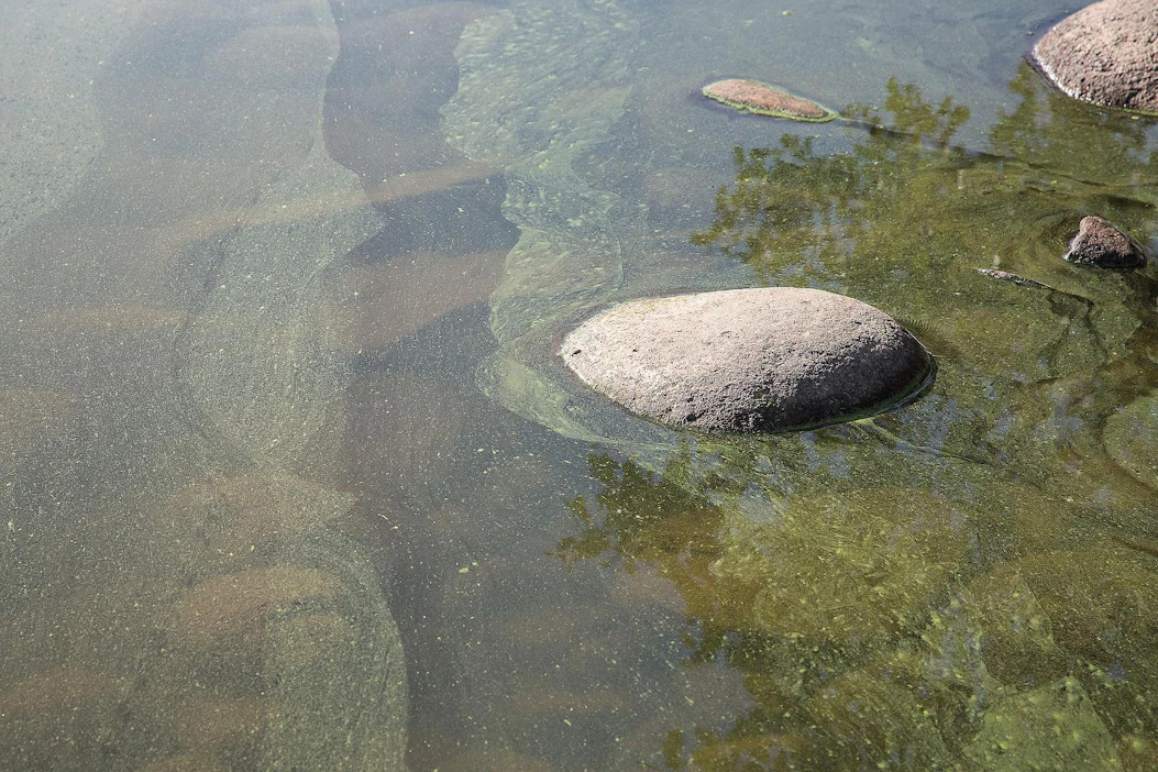 Sinilevän tunnistaa helposti veden pinnalla olevasta siitepölymäisestä kerroksesta.