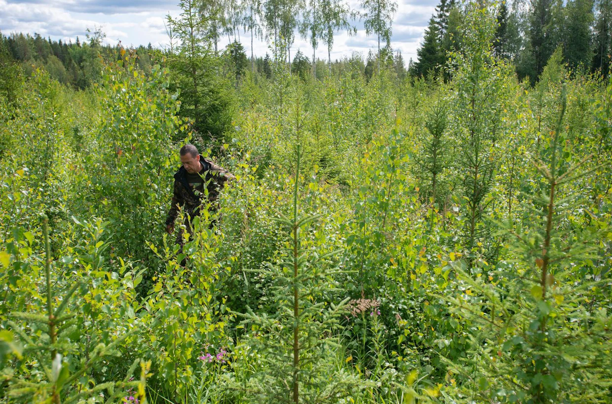 ”Minulla ei ole hinkua käyttää kesälomaani metsätöihin”, sanoo Lauri Elovainio vesakon valtaamassa kuusentaimikossa, joka odottaa raivaajaa.