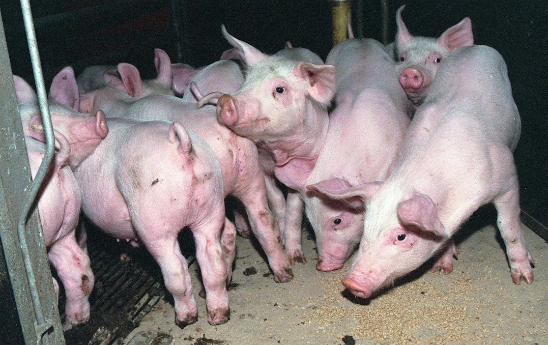 Kiinan-vienti on kohentanut sikatilojen tulosta Hollannissa.